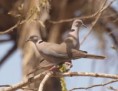 /album/photogallery/african-mourning-doves-marrakissa-jpg/